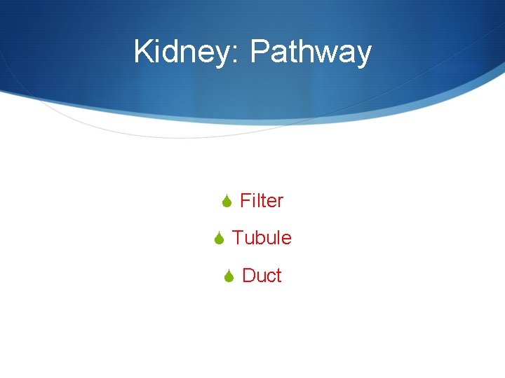 Kidney: Pathway S Filter S Tubule S Duct 