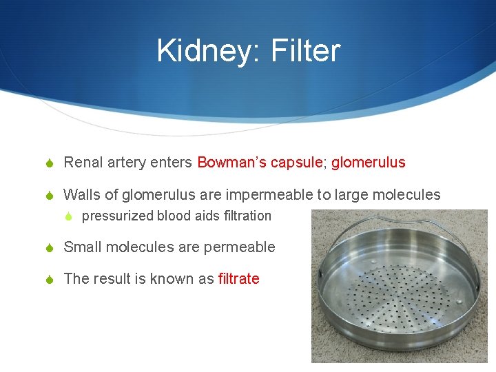 Kidney: Filter S Renal artery enters Bowman’s capsule; glomerulus S Walls of glomerulus are