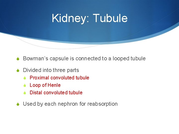 Kidney: Tubule S Bowman’s capsule is connected to a looped tubule S Divided into