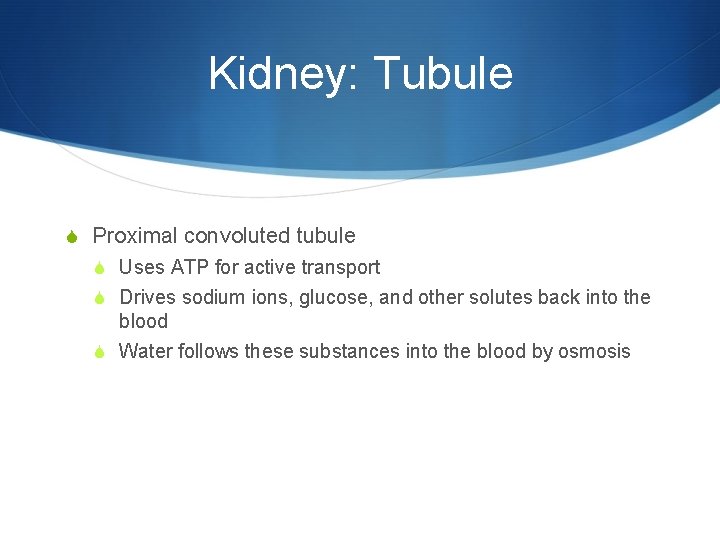 Kidney: Tubule S Proximal convoluted tubule S Uses ATP for active transport S Drives