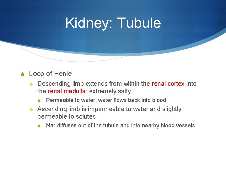 Kidney: Tubule S Loop of Henle S Descending limb extends from within the renal