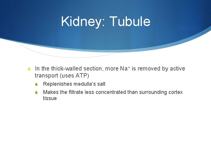 Kidney: Tubule S In the thick-walled section, more Na+ is removed by active transport