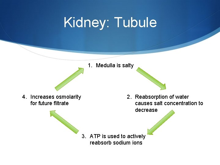 Kidney: Tubule 1. Medulla is salty 4. Increases osmolarity for future filtrate 2. Reabsorption