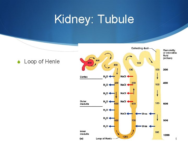 Kidney: Tubule S Loop of Henle 