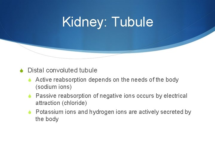 Kidney: Tubule S Distal convoluted tubule S Active reabsorption depends on the needs of