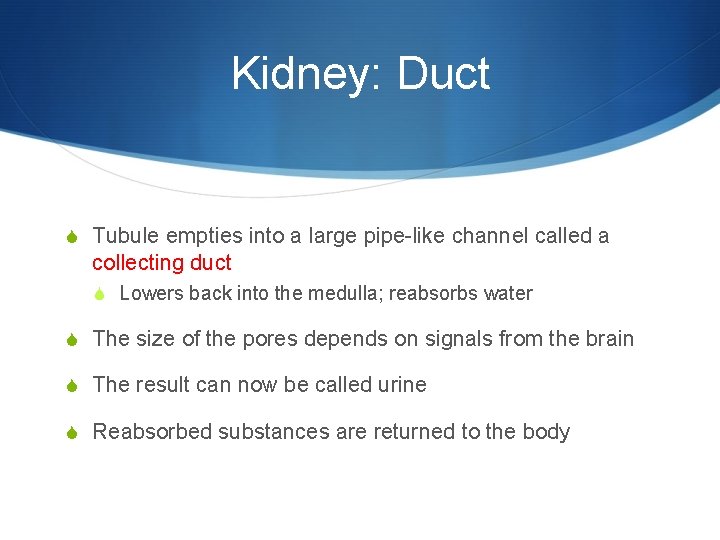 Kidney: Duct S Tubule empties into a large pipe-like channel called a collecting duct