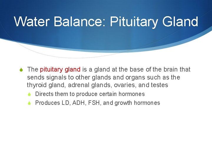 Water Balance: Pituitary Gland S The pituitary gland is a gland at the base