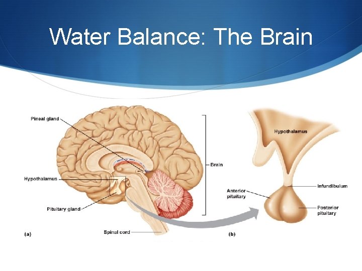 Water Balance: The Brain 