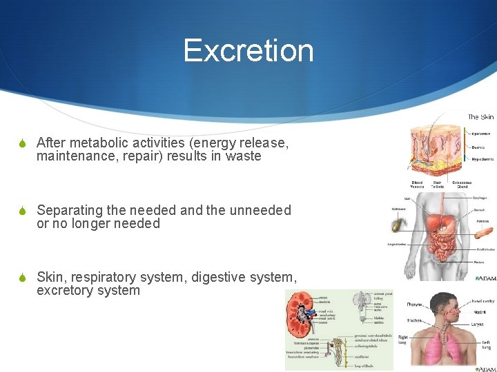 Excretion S After metabolic activities (energy release, maintenance, repair) results in waste S Separating
