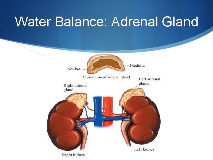 Water Balance: Adrenal Gland 