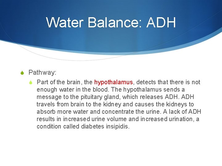 Water Balance: ADH S Pathway: S Part of the brain, the hypothalamus, detects that