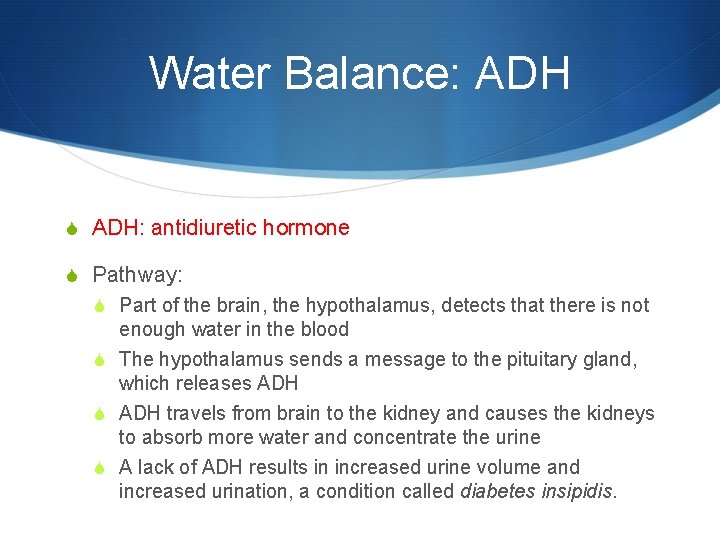 Water Balance: ADH S ADH: antidiuretic hormone S Pathway: S Part of the brain,