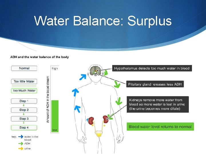 Water Balance: Surplus 