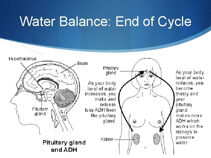 Water Balance: End of Cycle 
