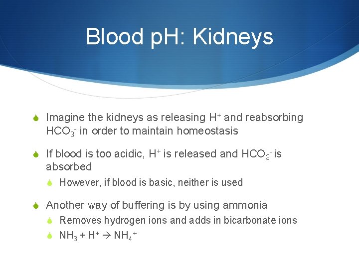 Blood p. H: Kidneys S Imagine the kidneys as releasing H+ and reabsorbing HCO