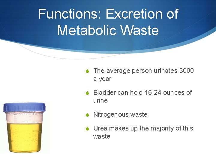 Functions: Excretion of Metabolic Waste S The average person urinates 3000 a year S
