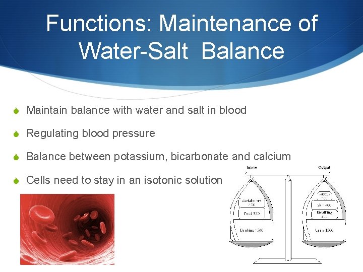 Functions: Maintenance of Water-Salt Balance S Maintain balance with water and salt in blood