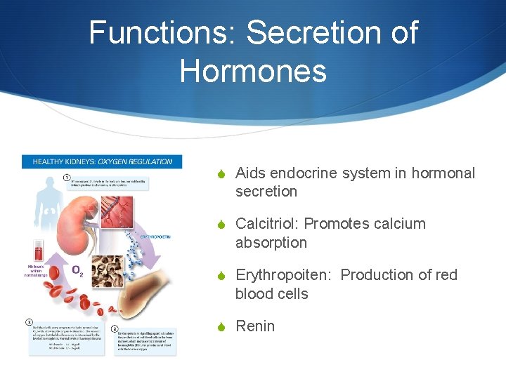 Functions: Secretion of Hormones S Aids endocrine system in hormonal secretion S Calcitriol: Promotes