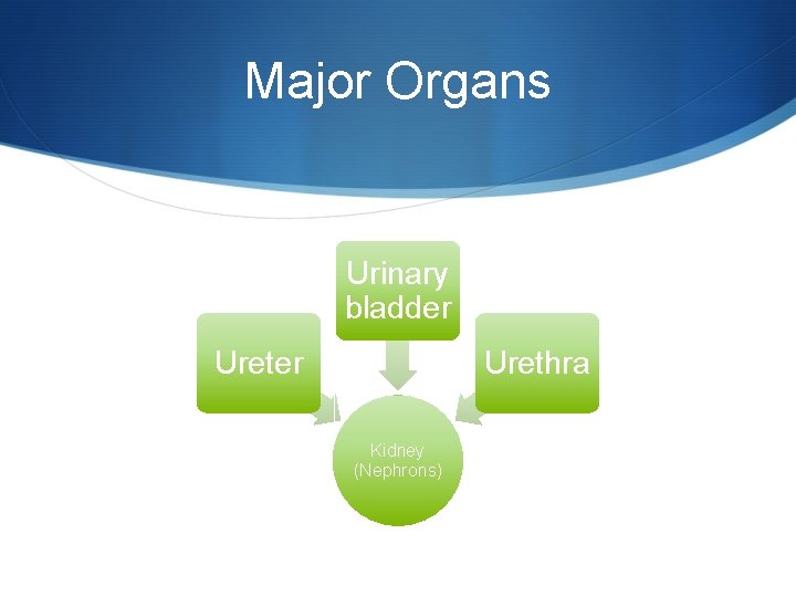 Major Organs Urinary bladder Urethra Kidney (Nephrons) 