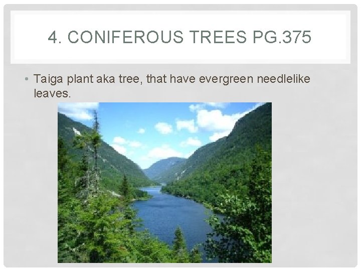 4. CONIFEROUS TREES PG. 375 • Taiga plant aka tree, that have evergreen needlelike