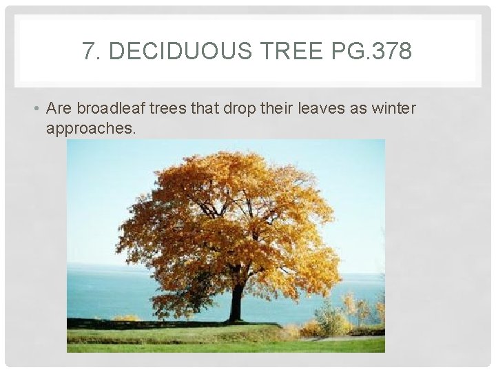 7. DECIDUOUS TREE PG. 378 • Are broadleaf trees that drop their leaves as