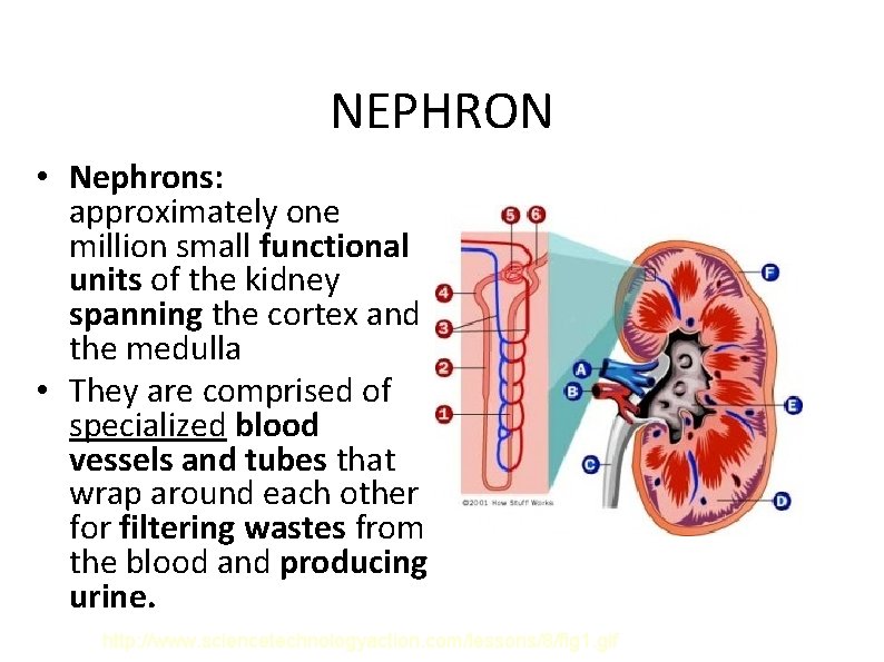 NEPHRON • Nephrons: approximately one million small functional units of the kidney spanning the