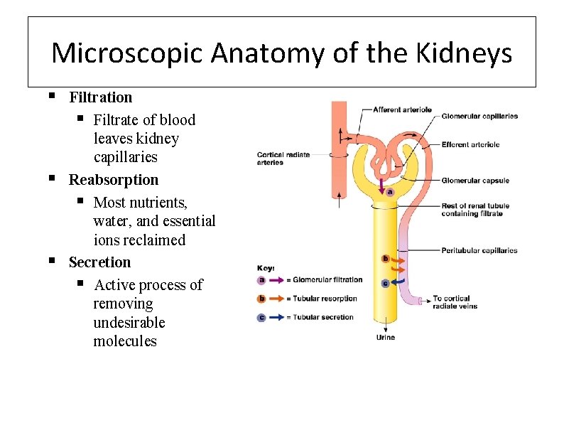 Microscopic Anatomy of the Kidneys § § § Filtration § Filtrate of blood leaves