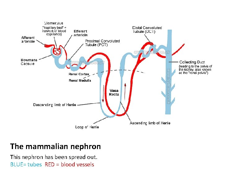 The mammalian nephron This nephron has been spread out. BLUE= tubes RED = blood