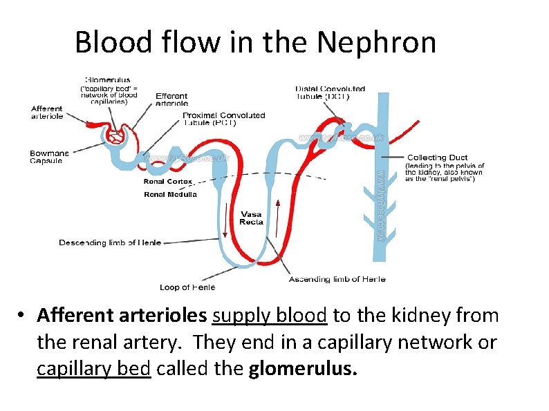 Blood flow in the Nephron • Afferent arterioles supply blood to the kidney from