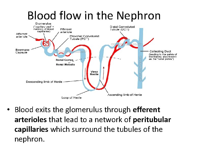 Blood flow in the Nephron • Blood exits the glomerulus through efferent arterioles that