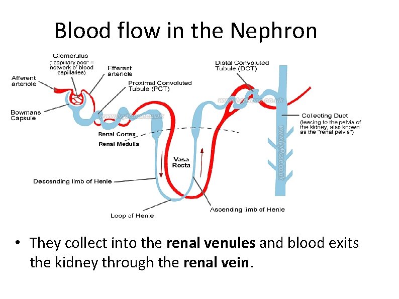 Blood flow in the Nephron • They collect into the renal venules and blood