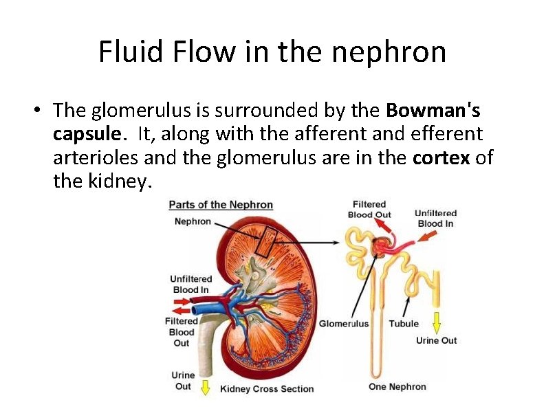 Fluid Flow in the nephron • The glomerulus is surrounded by the Bowman's capsule.