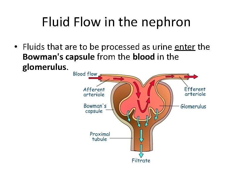 Fluid Flow in the nephron • Fluids that are to be processed as urine