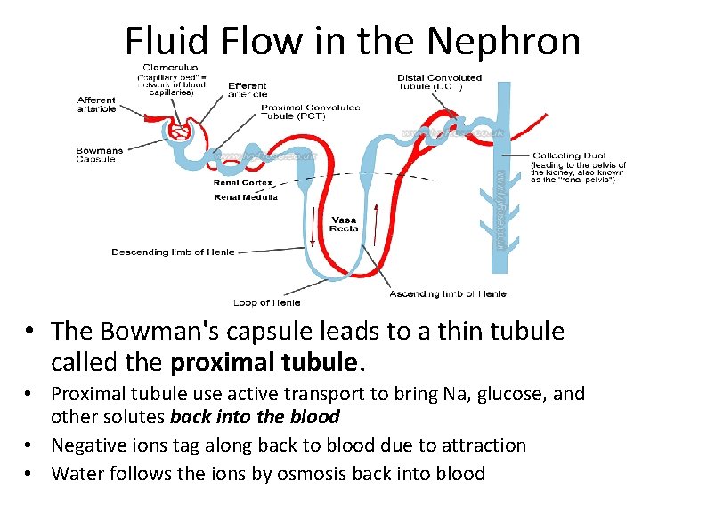 Fluid Flow in the Nephron • The Bowman's capsule leads to a thin tubule