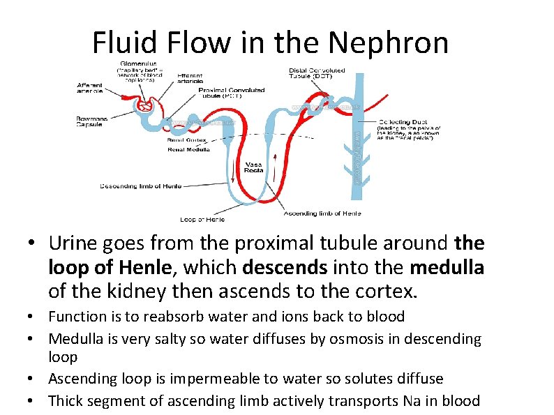 Fluid Flow in the Nephron • Urine goes from the proximal tubule around the