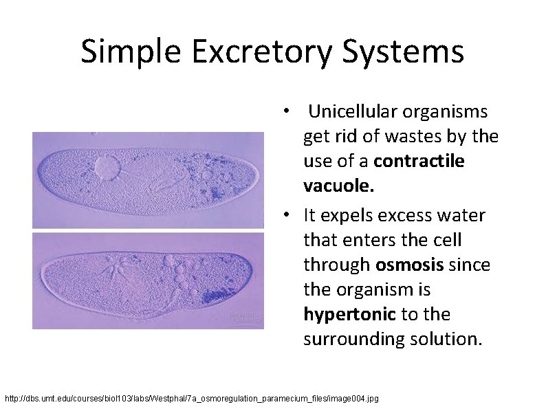 Simple Excretory Systems • Unicellular organisms get rid of wastes by the use of