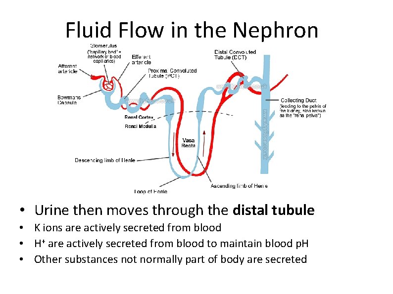 Fluid Flow in the Nephron • Urine then moves through the distal tubule •