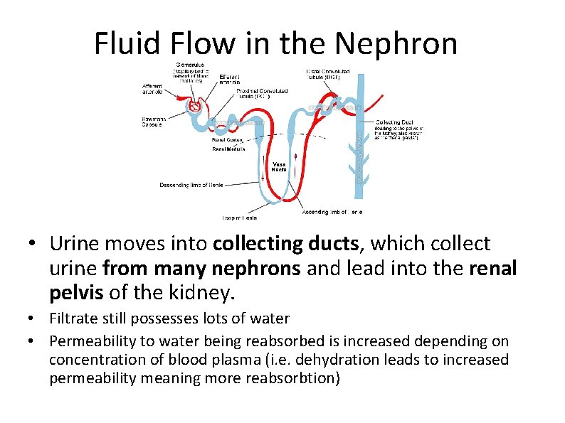 Fluid Flow in the Nephron • Urine moves into collecting ducts, which collect urine