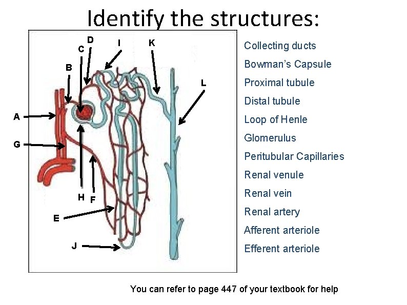 Identify the structures: C D I K Collecting ducts Bowman’s Capsule B L Proximal