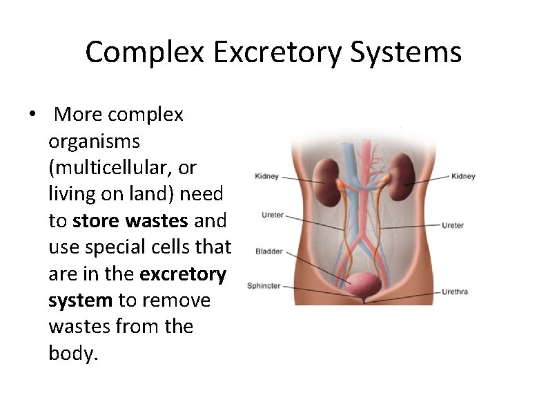 Complex Excretory Systems • More complex organisms (multicellular, or living on land) need to