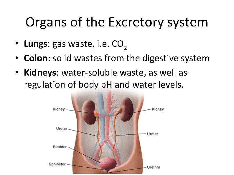 Organs of the Excretory system • Lungs: gas waste, i. e. CO 2 •