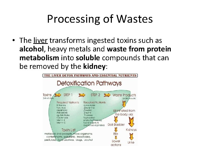 Processing of Wastes • The liver transforms ingested toxins such as alcohol, heavy metals