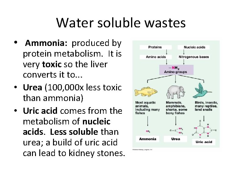 Water soluble wastes • Ammonia: produced by protein metabolism. It is very toxic so