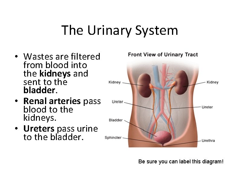 The Urinary System • Wastes are filtered from blood into the kidneys and sent