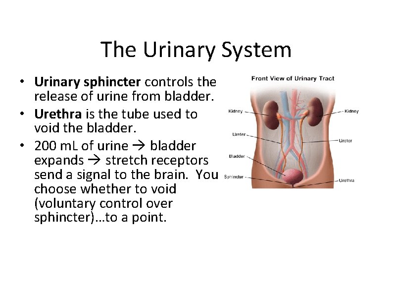 The Urinary System • Urinary sphincter controls the release of urine from bladder. •