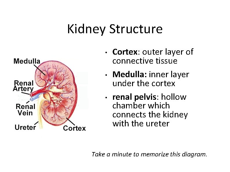 Kidney Structure • • • Cortex: outer layer of connective tissue Medulla: inner layer