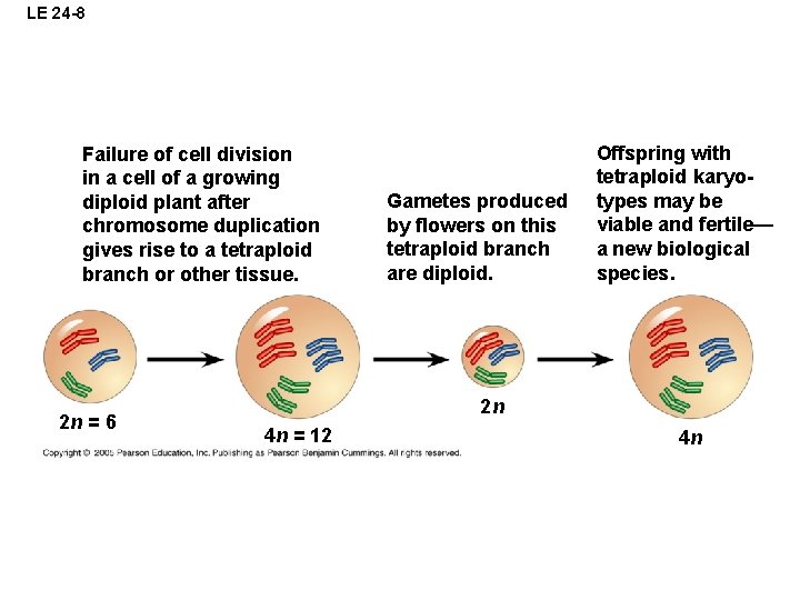 LE 24 -8 Failure of cell division in a cell of a growing diploid