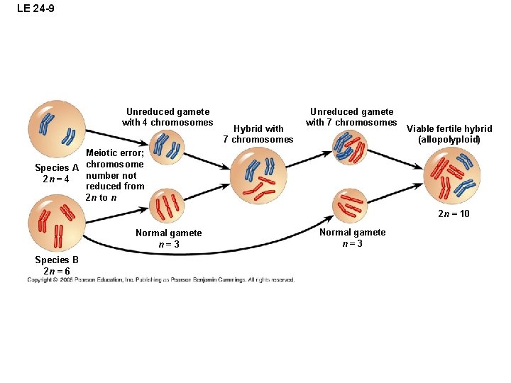 LE 24 -9 Unreduced gamete with 4 chromosomes Hybrid with 7 chromosomes Unreduced gamete