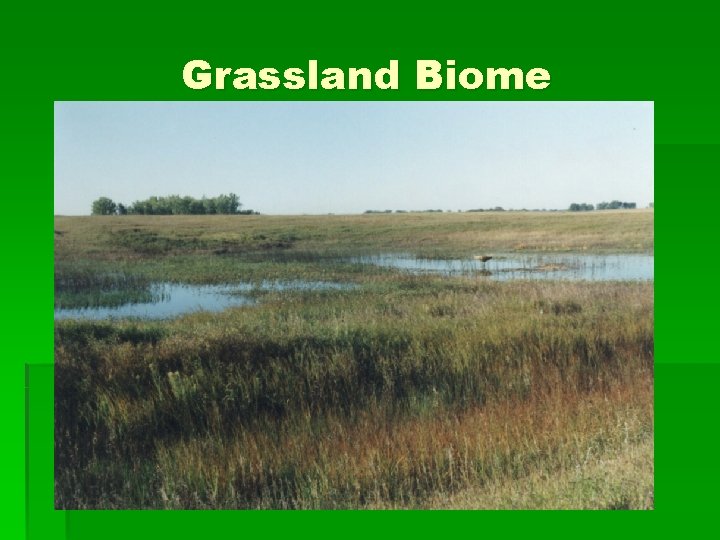 Grassland Biome 