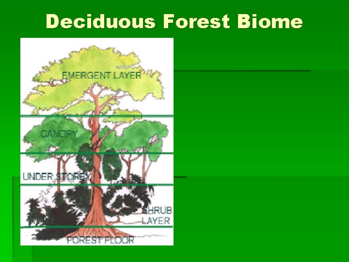Deciduous Forest Biome 